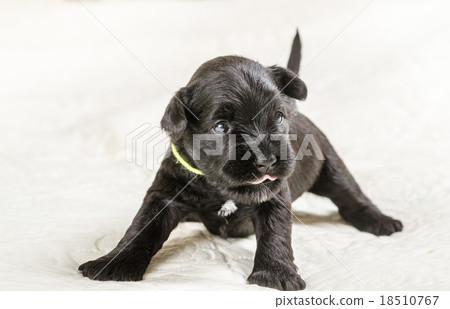 Small puppi breed Miniature Schnauzer 18510767
