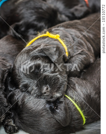 Small group puppi breed Miniature Schnauzer Small group puppi breed Miniature Schnauzer 18510772