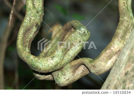 Big vine in forest Big vine in forest 18510834