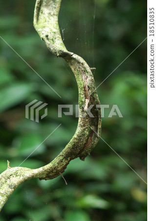 Big vine in forest 18510835