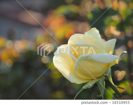 Roses 18510955