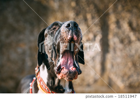 Close Up Great Dane Big Dog. Deutsche Dogge 18511947