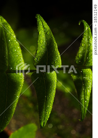 Water drops with fern leaf. Water drops with fern leaf. 18512149