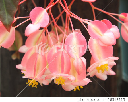 Begonia · Pink · Jade 18512515
