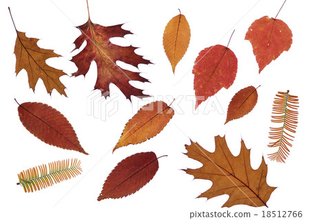 白色背景橡木葉子 白色背景橡木葉子 18512766