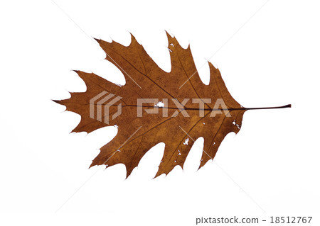 白色背景橡木葉子 白色背景橡木葉子 18512767