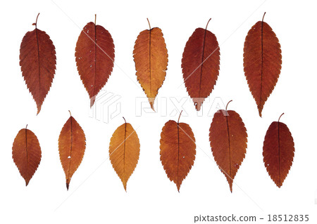 Autumn leaves of white background Autumn leaves of white background 18512835