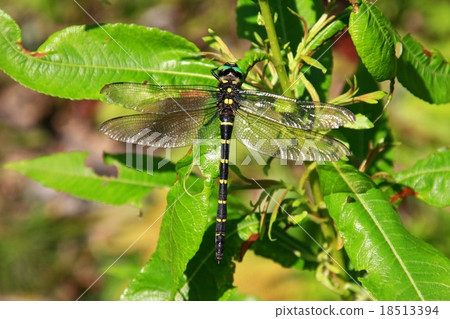 無霸勾蜓 無霸勾蜓 18513394