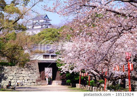開花在和歌山城堡的櫻花 開花在和歌山城堡的櫻花 18513924
