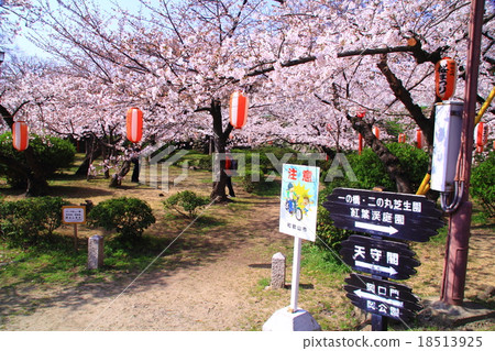 開花在和歌山城堡庭院裡的櫻花 18513925