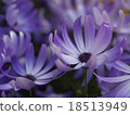 紫花 18513949