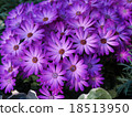 紫花 18513950
