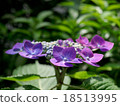  繡球花 18513995