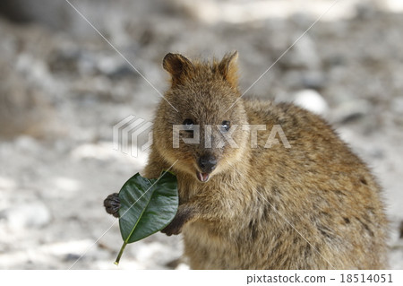 Quoca of Rottnest Island 18514051