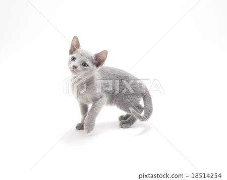 俄羅斯藍色小貓 18514254