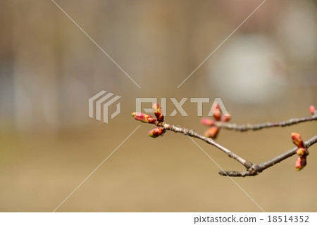 櫻桃芽 18514352