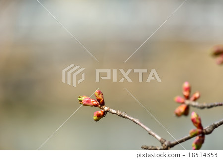 櫻桃芽 櫻桃芽 18514353