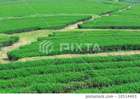Landscape of the tea plantations Landscape of the tea plantations 18514403