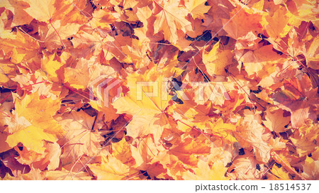 Retro vintage toned autumnal leaves Retro vintage toned autumnal leaves 18514537