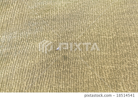 Lonely bird floating on a shallow water. Lonely bird floating on a shallow water. 18514541