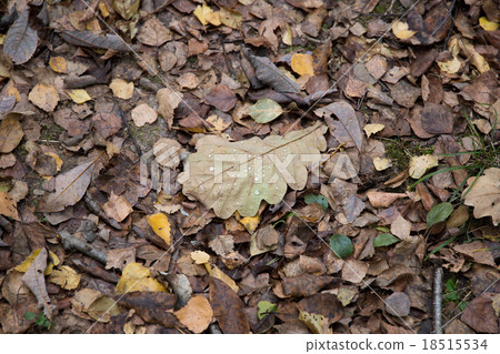 Autumn forest on a cloudy day 18515534