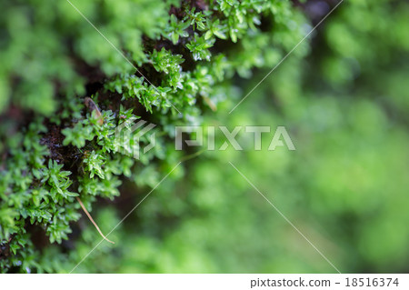 Close up to green mos 18516374