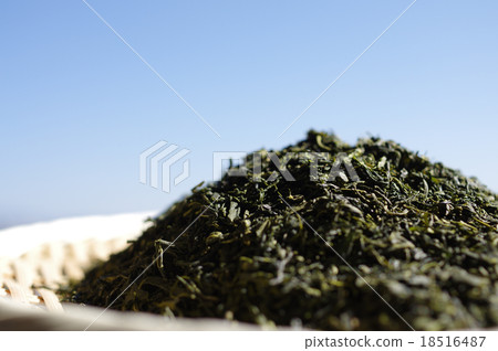 藍天茶葉擔當了背景Sencha Pinto集中於淺大氣 藍天茶葉擔當了背景Sencha Pinto集中於淺大氣 18516487