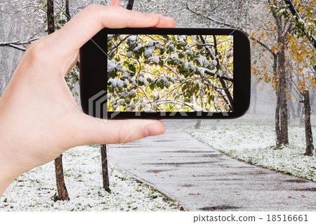 picture of first snow on trees in urban park picture of first snow on trees in urban park 18516661