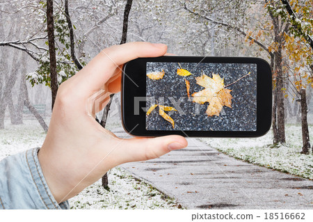 picture of fallen leaves in snow in urban park 18516662