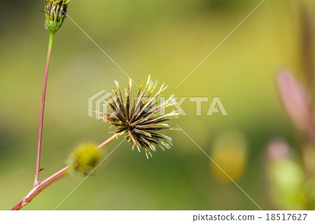 Sticking insect 18517627