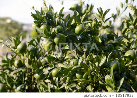 Blue mandarin orange Blue mandarin orange 18517932