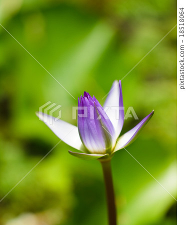Purple lotus . 18518064