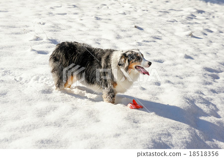 Dog playing in the snow 18518356