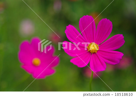 Flower background for vintage style,Thailand Cosmo Flower background for vintage style,Thailand Cosmo 18518610