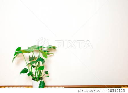 Living plants 18519123