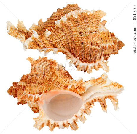 Seashell 18519162