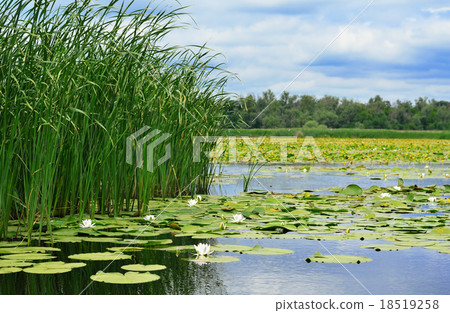 Cane and lilies on the lake Cane and lilies on the lake 18519258