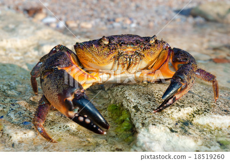 Large Stone crab Large Stone crab 18519260