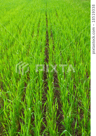 Young Green grass Young Green grass 18519338