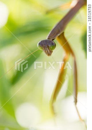 Okamakiri垂直 Okamakiri垂直 18519783