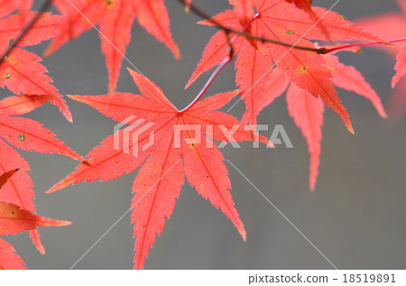 楓葉離開了紅葉 18519891
