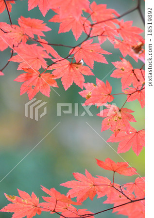 楓葉離開了紅葉 18519892