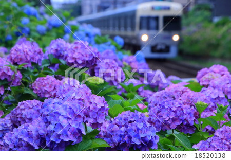 Inokashira line and hydrangea 18520138