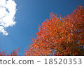 Autumn leaves and blue sky 18520353