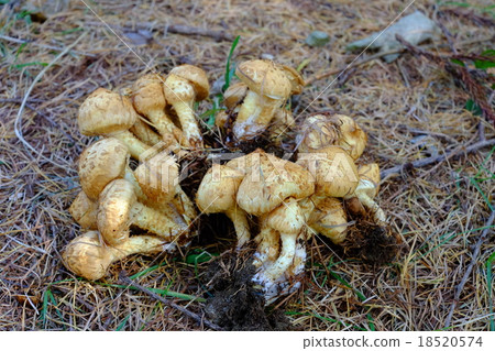 Pholiota squarrosa Pholiota squarrosa 18520574