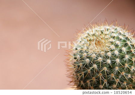 Mammillaria cactus Mammillaria cactus 18520654