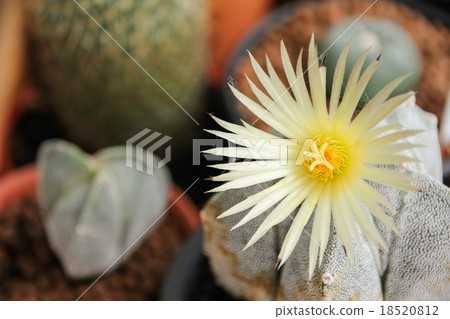 Flower of Star Cactus (Astrophytum Myriostigma) Flower of Star Cactus (Astrophytum Myriostigma) 18520812