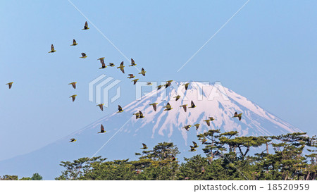 Aobato flying Aobato flying 18520959