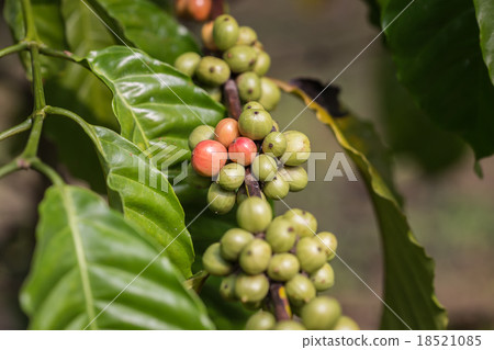 Coffee beans on tree in Ranong province, Thailand 18521085