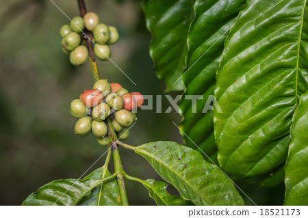Coffee beans on tree in Ranong province, Thailand 18521173